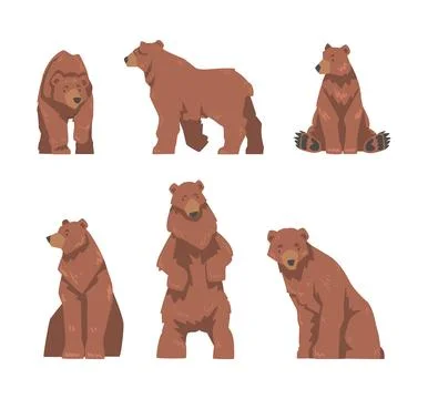 Brown Bear as Large Wild Terrestrial Carnivore Mammal with Thick Fur Vector Set Stock Illustration