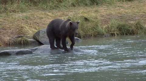 BROWN BEAR LEAPS INTO WATER 動画素材 32549645