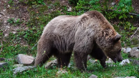 Brown bear leaves the frame. Stock Footage 119635488