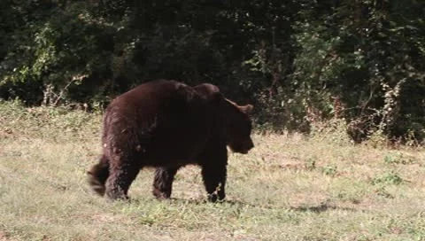 Brown Bear leaving, Ursus arctos Stock Footage 10561641