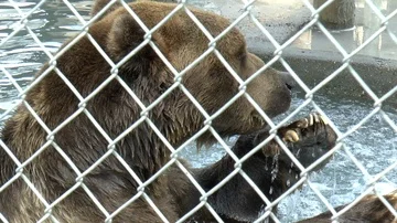 Brown Bear Licking its Paws in a Water Pool Medium Shot Stock Footage 85573821