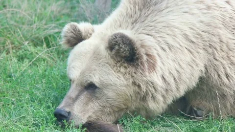 Brown bear lies on the grass, slow motion Stock-Footage 79535234