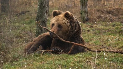 Brown bear lies on the ground in the forest and watching 動画素材 102324901