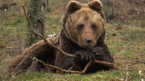 Brown bear lies on the ground in the forest. Watching, smelling, breathing 動画素材 102324943
