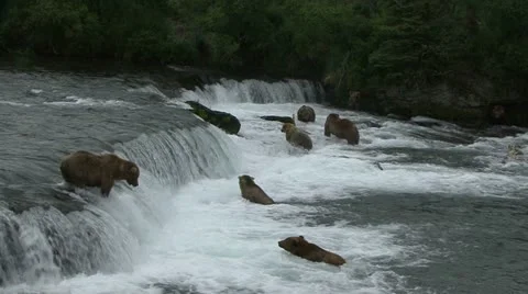 BROWN BEAR LINEUP Video stock 21206748