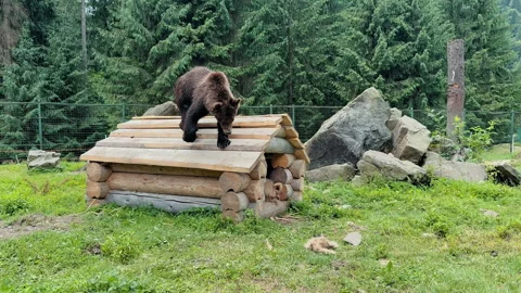 Brown Bear on Log Cabin Structure Stock Footage 328612141