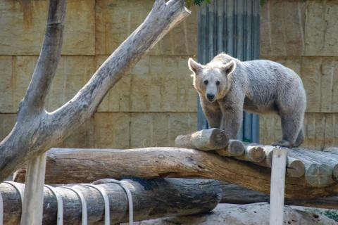 Brown bear on logs Stock Photos