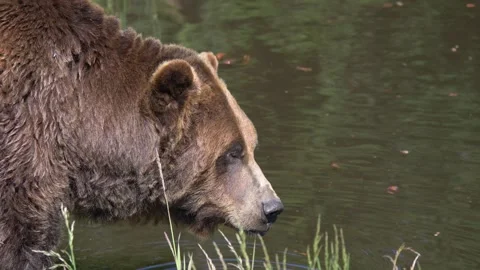 Brown Bear Looking Around and Drinking Water in the River. - closeup 스톡 동영상 250936503