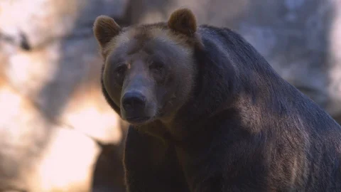 Brown bear looking around in the zoo Stock Footage 103786016