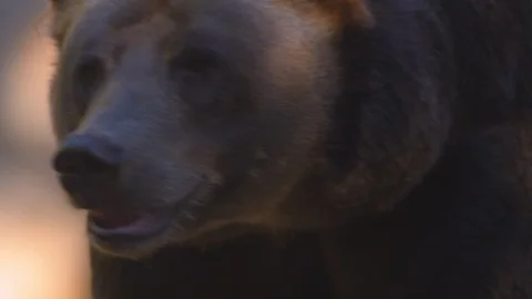 Brown bear looking around in the zoo Stock Footage 103786442