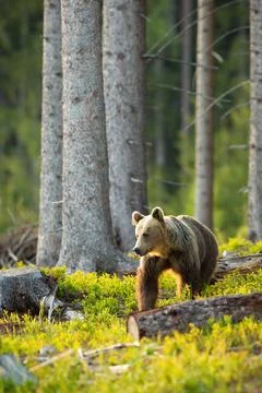 Brown bear looking aside backlit by morning sun in spruce forest in springtime Stock Photos