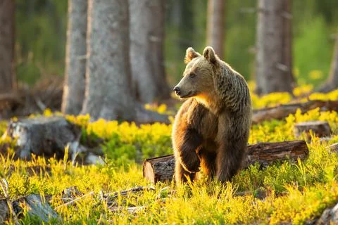 Brown bear looking aside with front leg up in the air inside sunlit forest Stock Photos