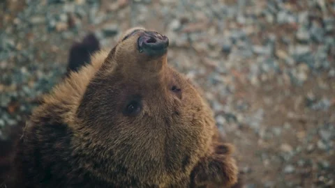 Brown Bear Looking Up at Camera Close Up 4K Slow Motion - Intense Predator Portr Stock Footage 330498748