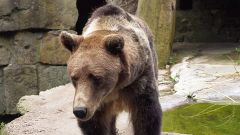 Brown bear looking at the camera Stock Footage 138619937
