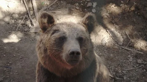 Brown bear looking at the camera 스톡 동영상 145955616