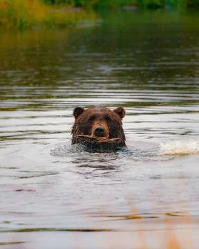 Brown bear looking at camera with stick in mouth while swimming Photos