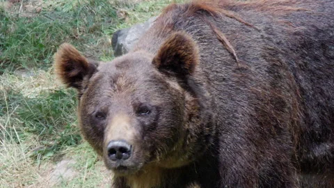 A brown bear looking into the camera wildlife and nature planet earth Vídeo Stock 130253548