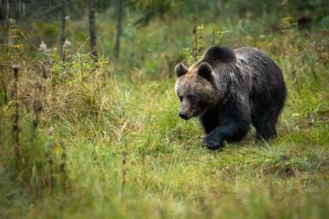 Brown bear looking for something on the autumn clearing Stock Photos