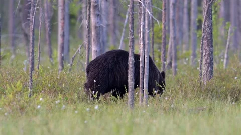 Brown bear looking for something to eat Stock Footage 278341517