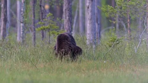 Brown bear looking for something to eat Stock Footage 296586978