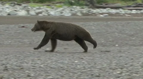 BROWN BEAR LOPE 库存影片 20543221