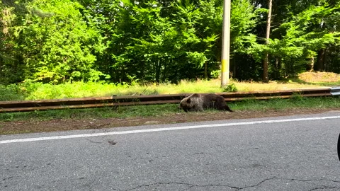 Brown bear lounging peacefully along a tranquil roadside Stock Footage 344300058