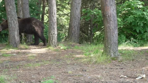 Brown bear lurking among the trees 6 Vídeos de archivo 248456833