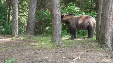 Brown bear lurking among the trees 5 Vídeos de archivo 248456899