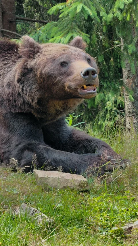 Brown Bear Lying Down Outdoors Stock Footage 328615684