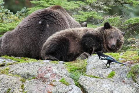 Brown bear lying down Stock Photos