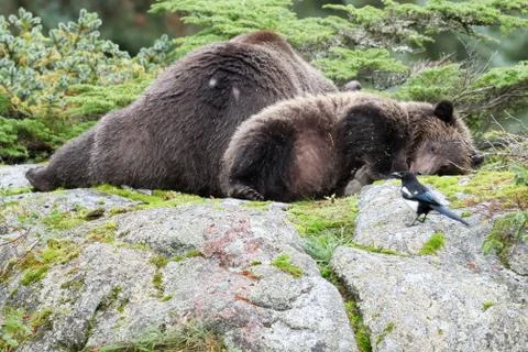 Brown bear lying down Stock Photos