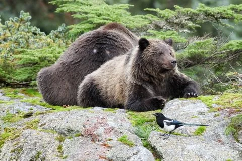 Brown bear lying down Stock Photos