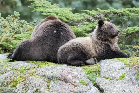 Brown bear lying down Stock Photos