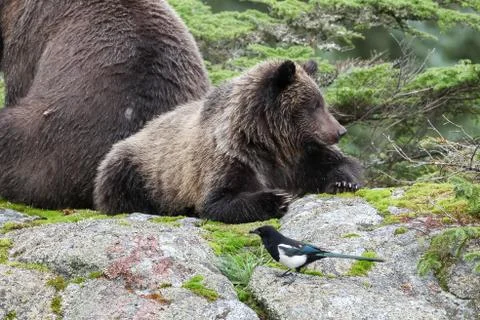Brown bear lying down Stock Photos