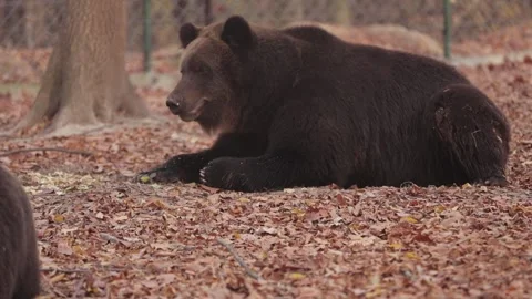 Brown bear lying in forest looking at camera Stock Footage 307019291