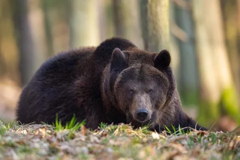 Brown bear lying on the ground on the forest during sunny day 스톡 사진