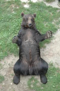 Brown bear lying Stock Photos