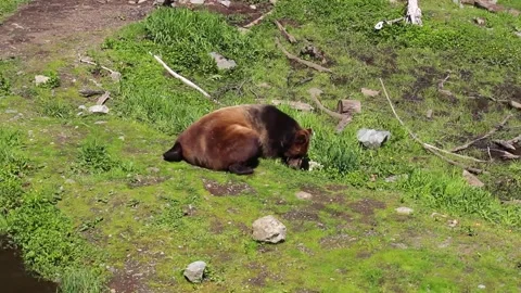 A brown bear lying on top of a grass covered field Stock Footage 155355846