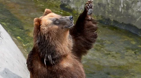 Brown bear male Stock Footage 65067839