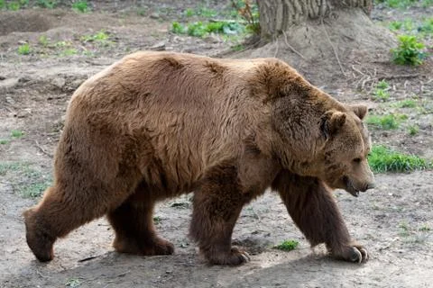 The brown bear,a massive bear found in northern Eurasia and North America,can Foto stock