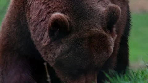 A brown bear on a meadow 4k 25fps video Stock-Footage 289727289