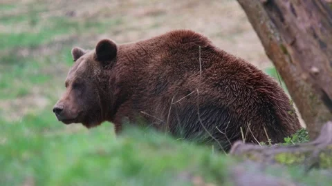 A brown bear on a meadow 4k 25fps video Stock Footage 289727328