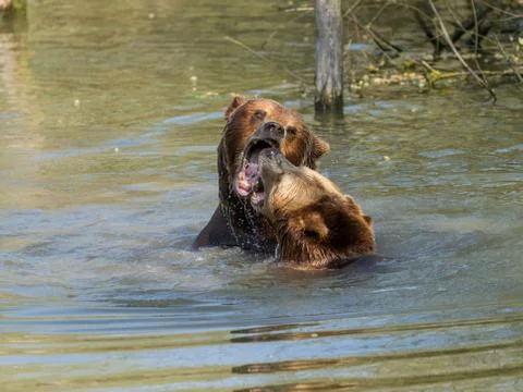 Brown bear in the meadow Stock Photos
