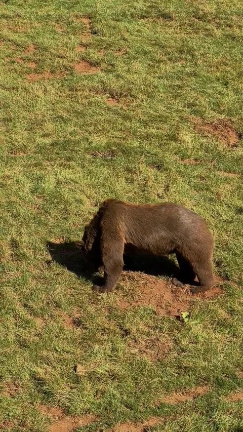 A brown bear in a meadow sniffing Video stock 248684576
