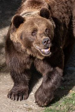 A brown bear, mid-stride and growling, showcases its powerful build in a sunlit Stock Photos
