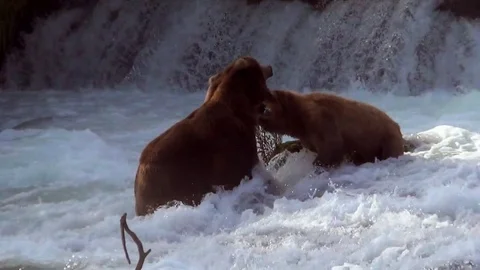 Brown Bear Mock Fight, Dispute Between Boar and Sow, Flipped 180 degrees v1 Stock Footage 73135076