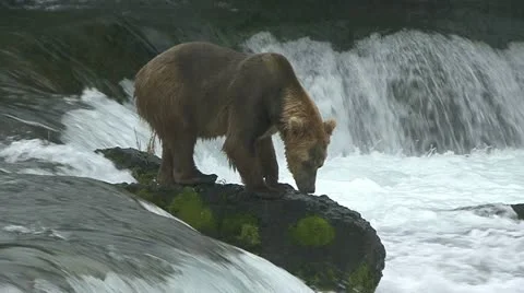 BROWN BEAR ON MOSS COVERED ROCK Video stock 21200618