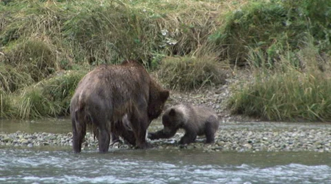 BROWN BEAR MOTHER TO CUBS 库存影片 32549980