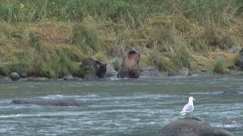 BROWN BEAR MOTHER SLAPS CUB Video stock 32549876