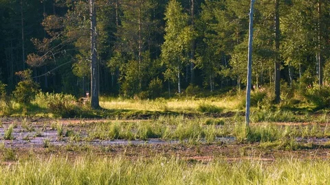 Brown bear mother with two cubs in the wild 4k Stock Footage 112955416